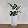 BonKaso 14 inch White Flower Pot – Tall, Durable & Lightweight Polymer Tower Planter for Indoor & Outdoor Use: Home, Office, Garden & Balcony (Gamla/Gamale)
